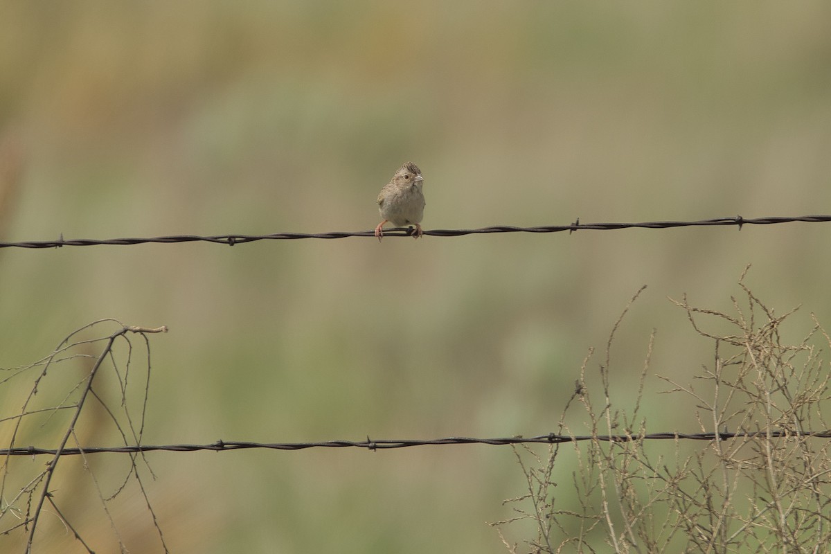 Cassin's Sparrow - ML579844361