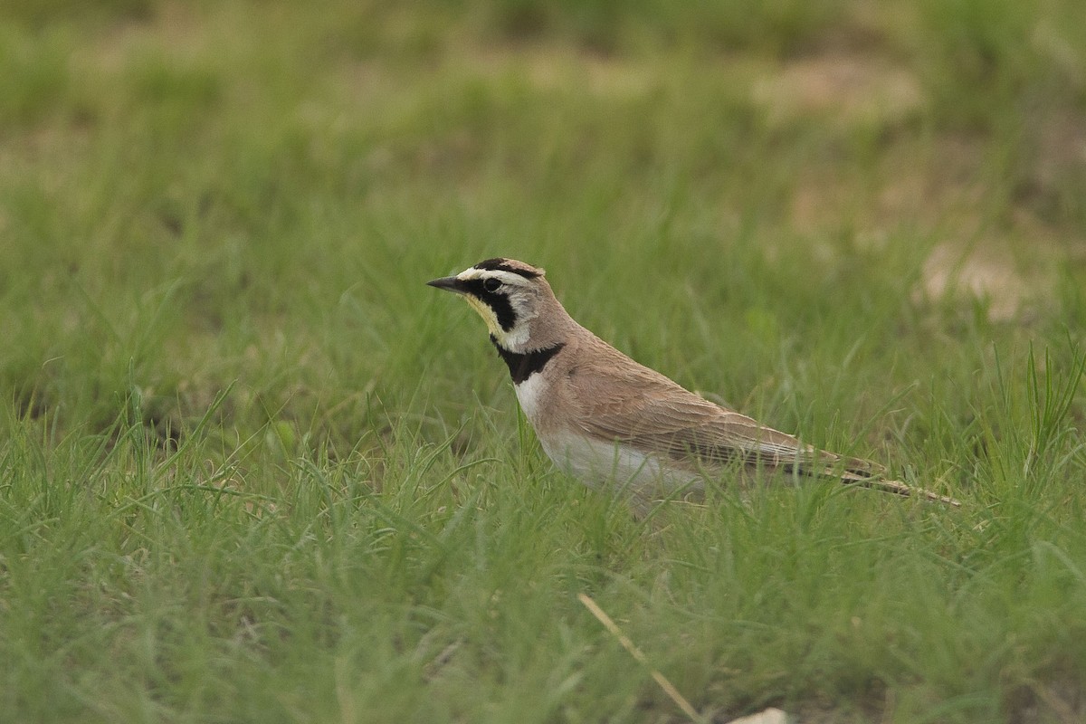 Horned Lark - Cole Penning