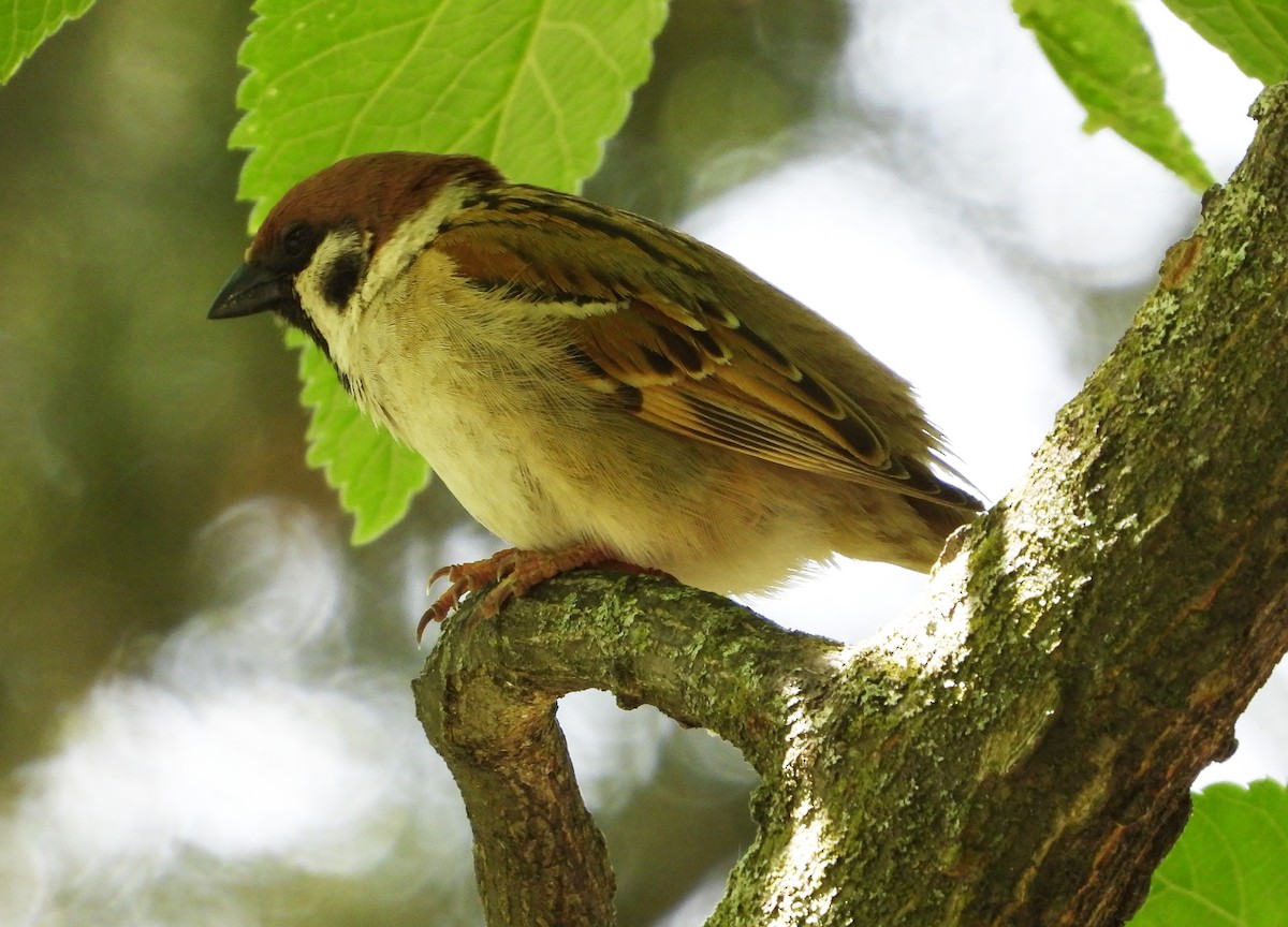 Eurasian Tree Sparrow - ML579845461