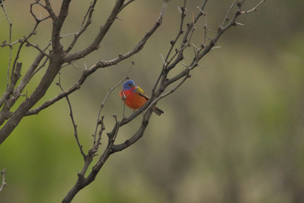 Painted Bunting - ML579845491