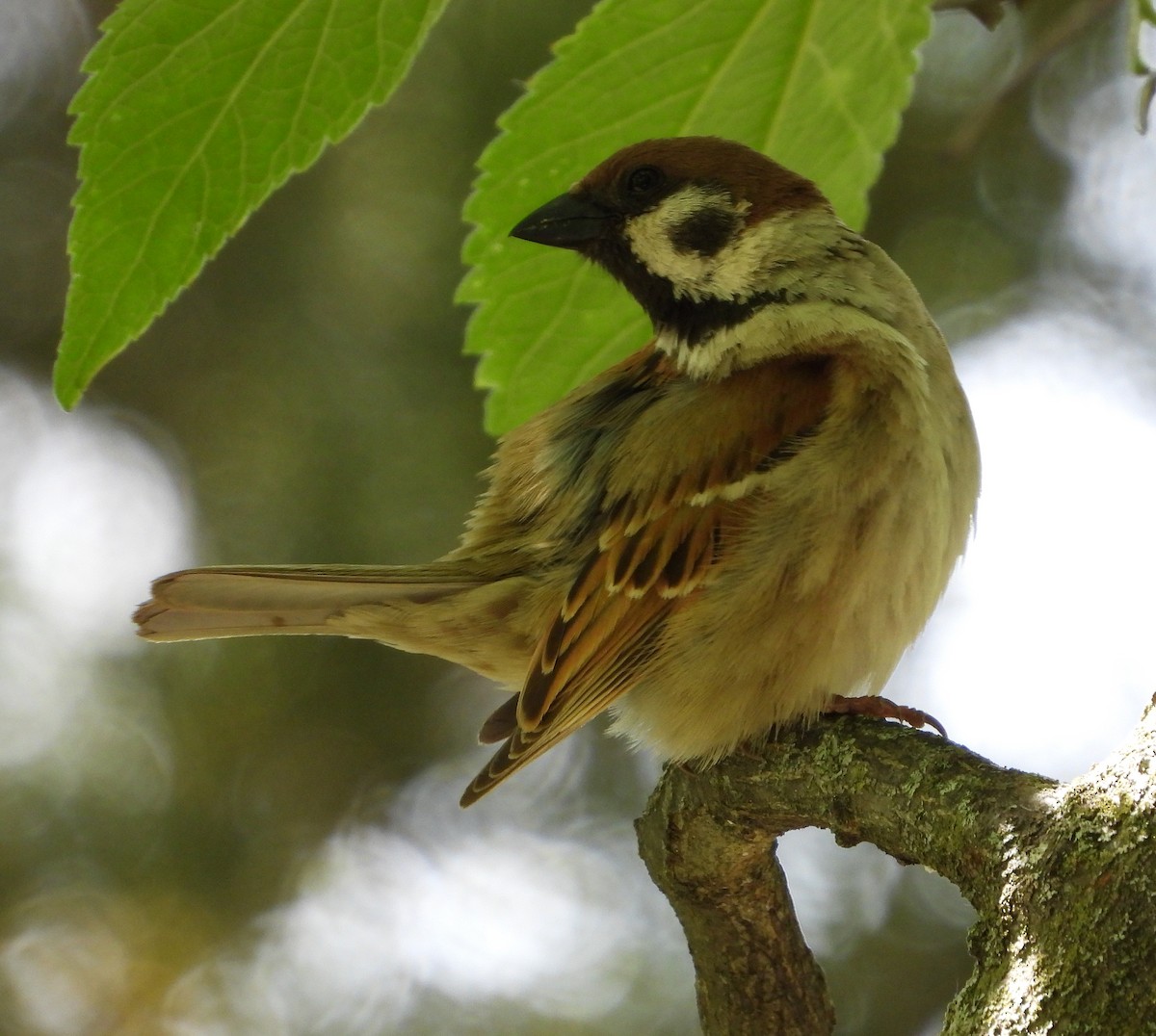 Eurasian Tree Sparrow - ML579845691