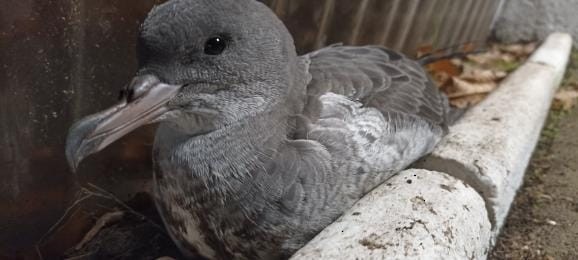 Pink-footed Shearwater - ML579845721
