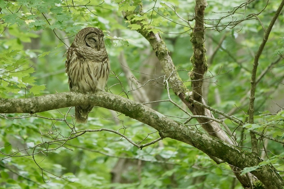 Barred Owl - ML579845761