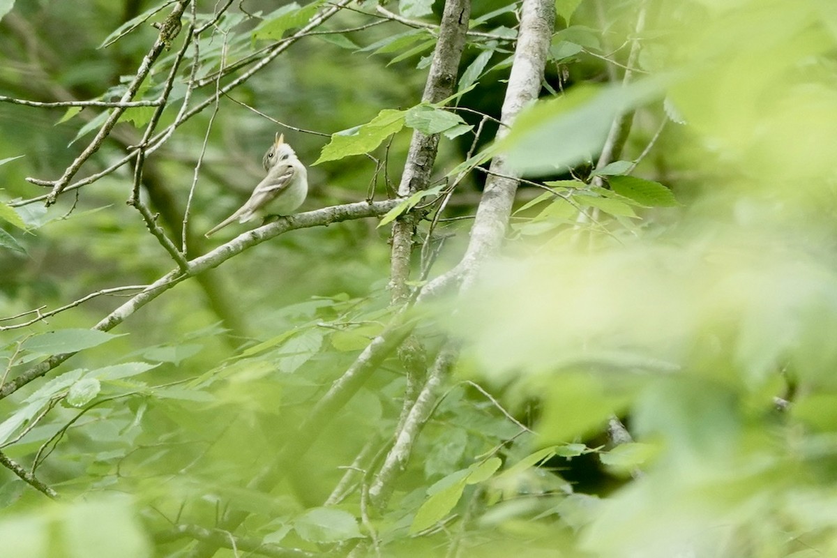 Acadian Flycatcher - ML579845791