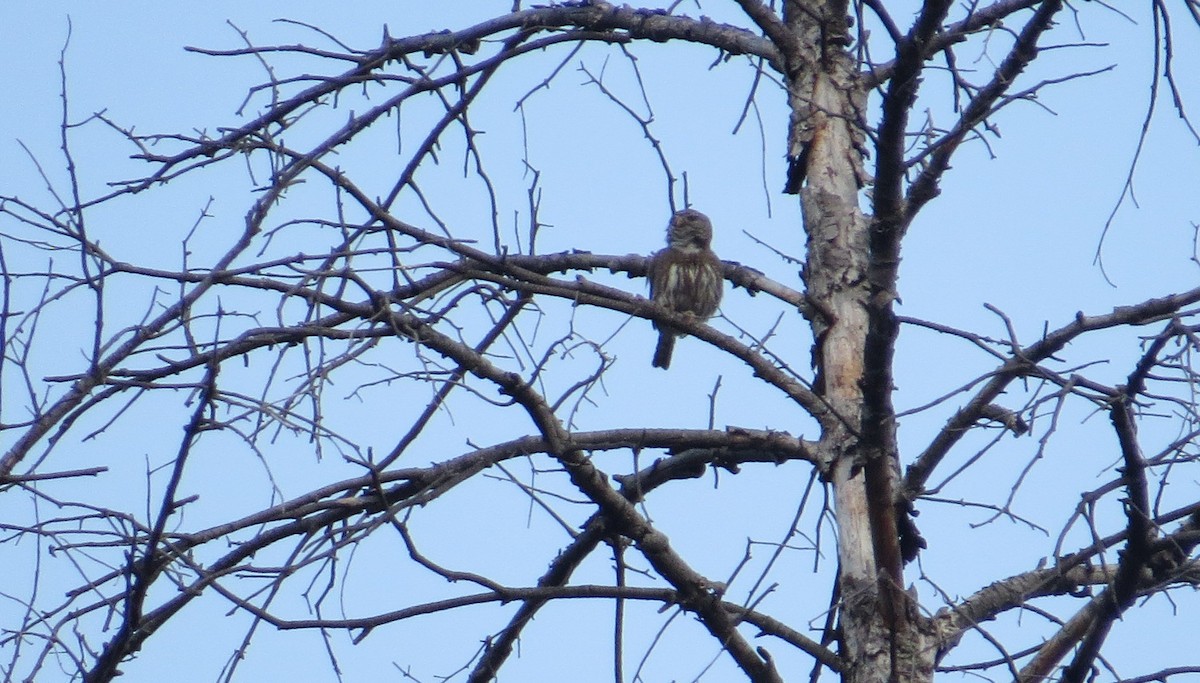 Northern Pygmy-Owl - Michael Woodruff