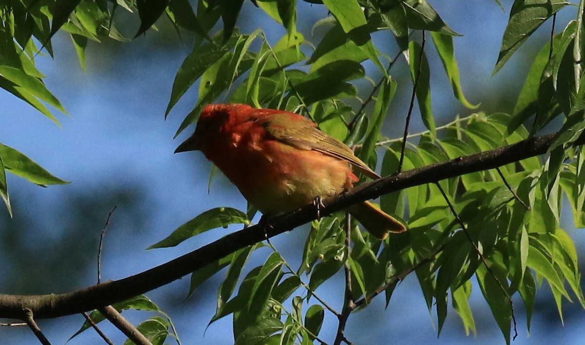 Summer Tanager - ML57984641