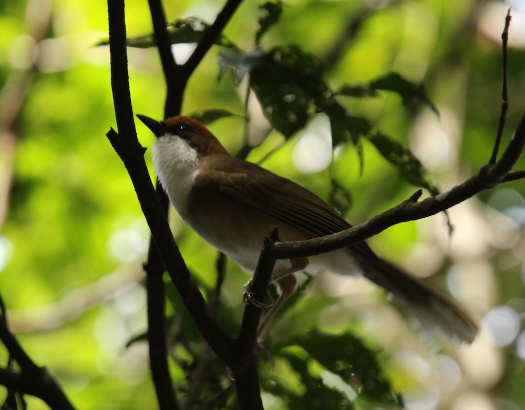 Rufous-crowned Laughingthrush - ML57984701