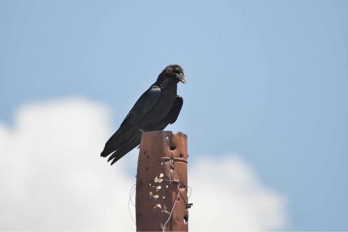 Common Raven - Cole Penning