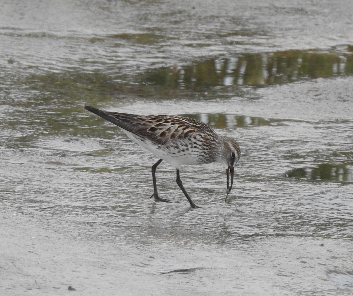 White-rumped Sandpiper - Sheila Klink