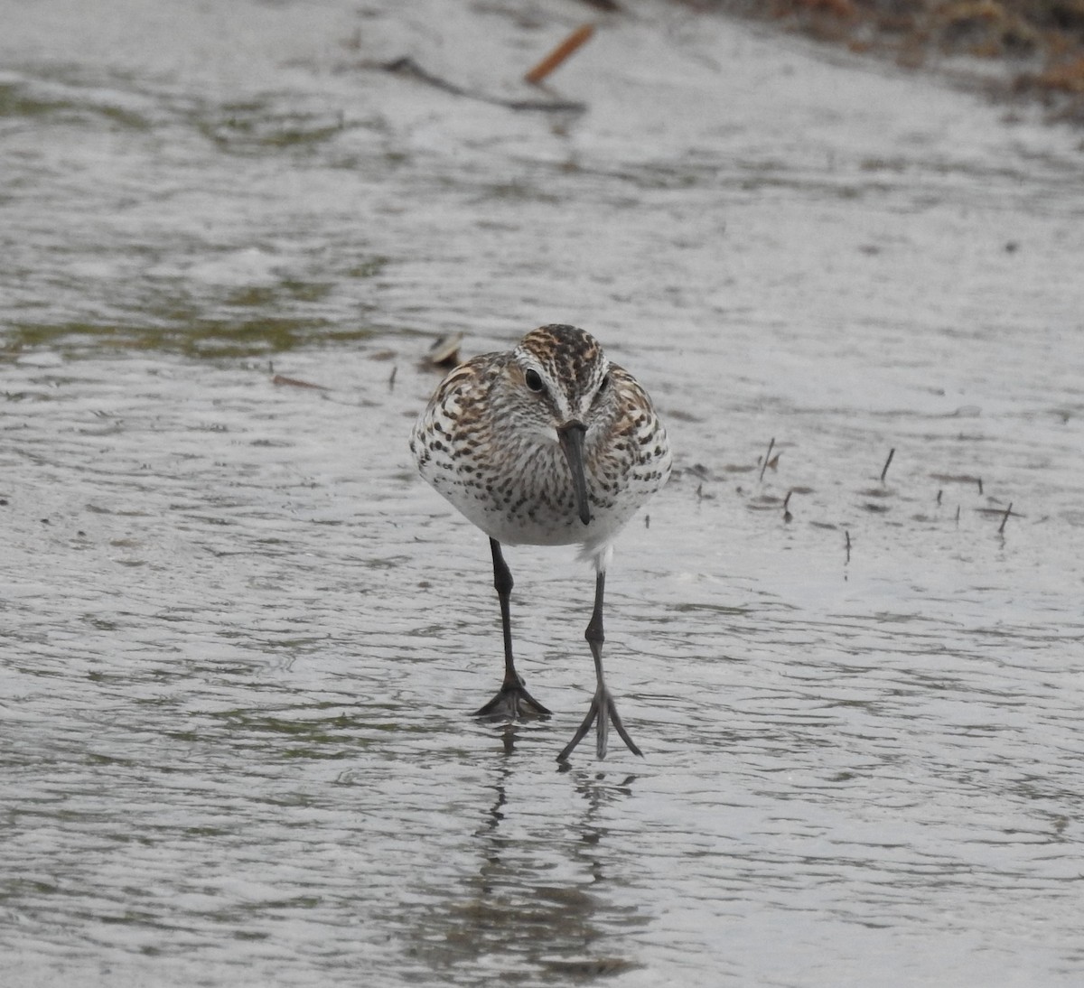 White-rumped Sandpiper - Sheila Klink