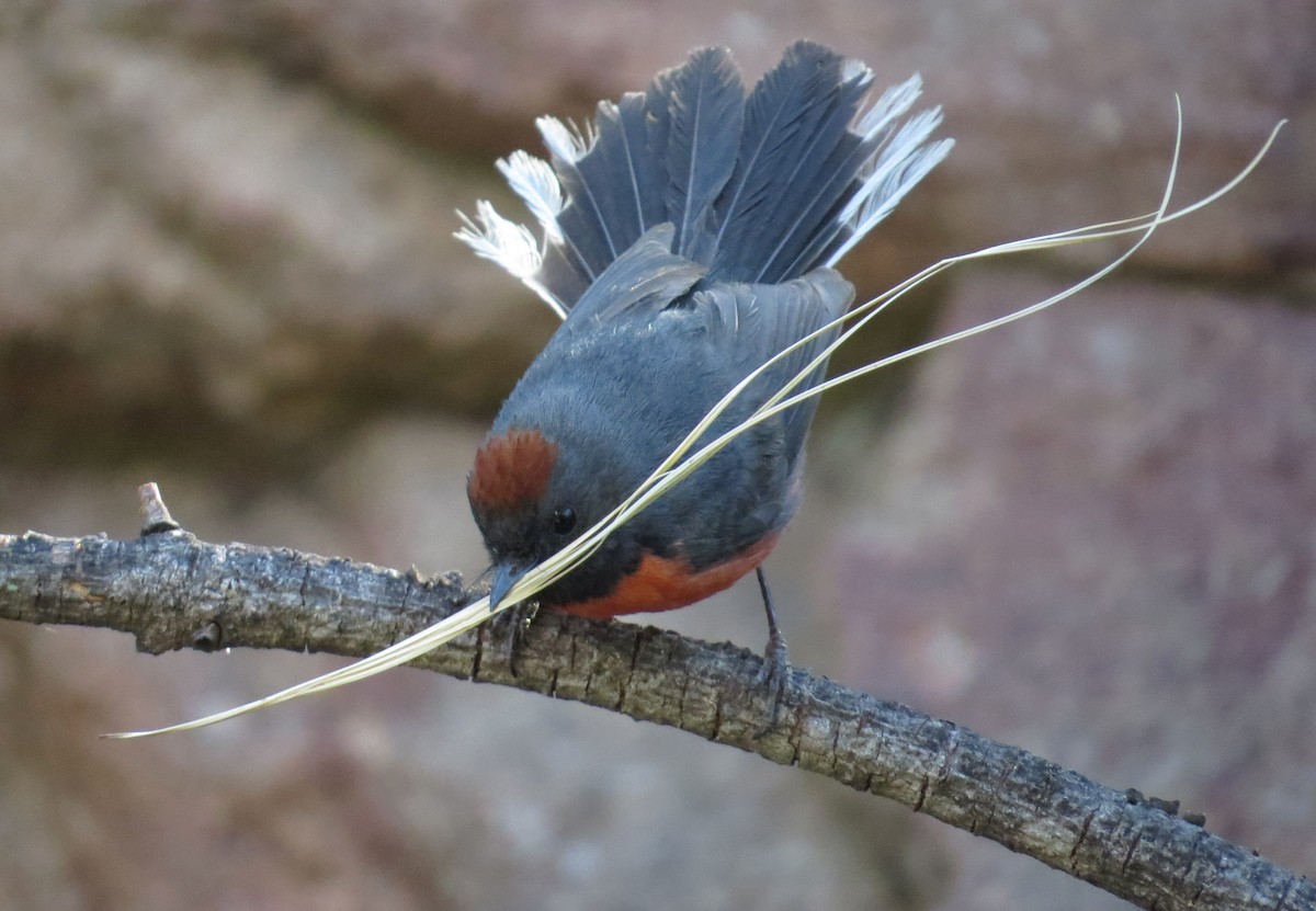 Slate-throated Redstart - ML57984861