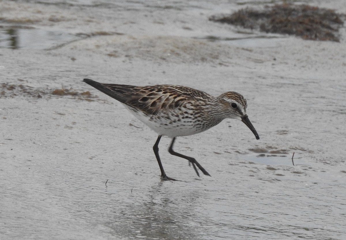 White-rumped Sandpiper - Sheila Klink