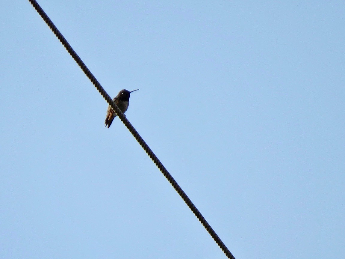 Ruby-throated Hummingbird - ML579849251