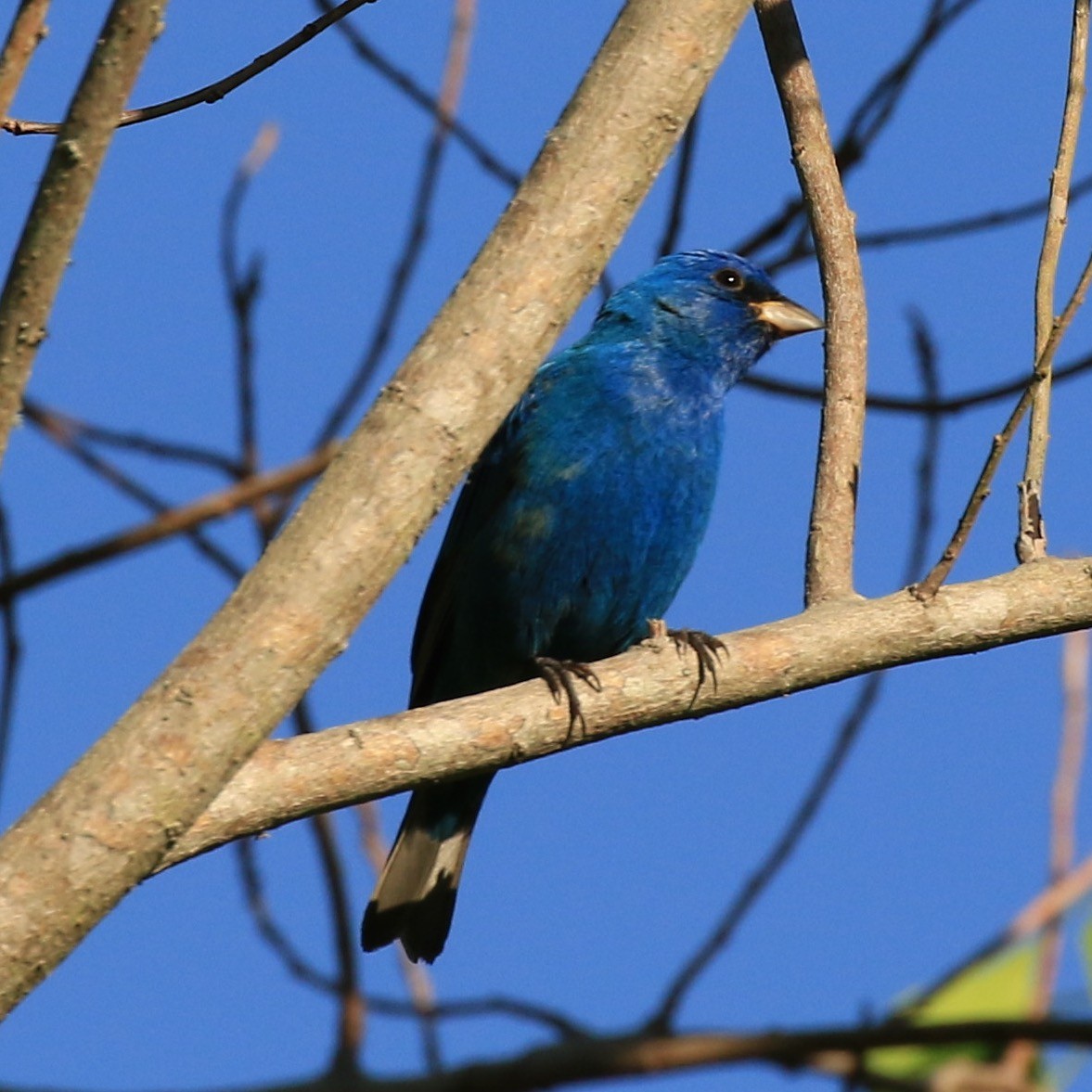 Indigo Bunting - Nancy Zeglen