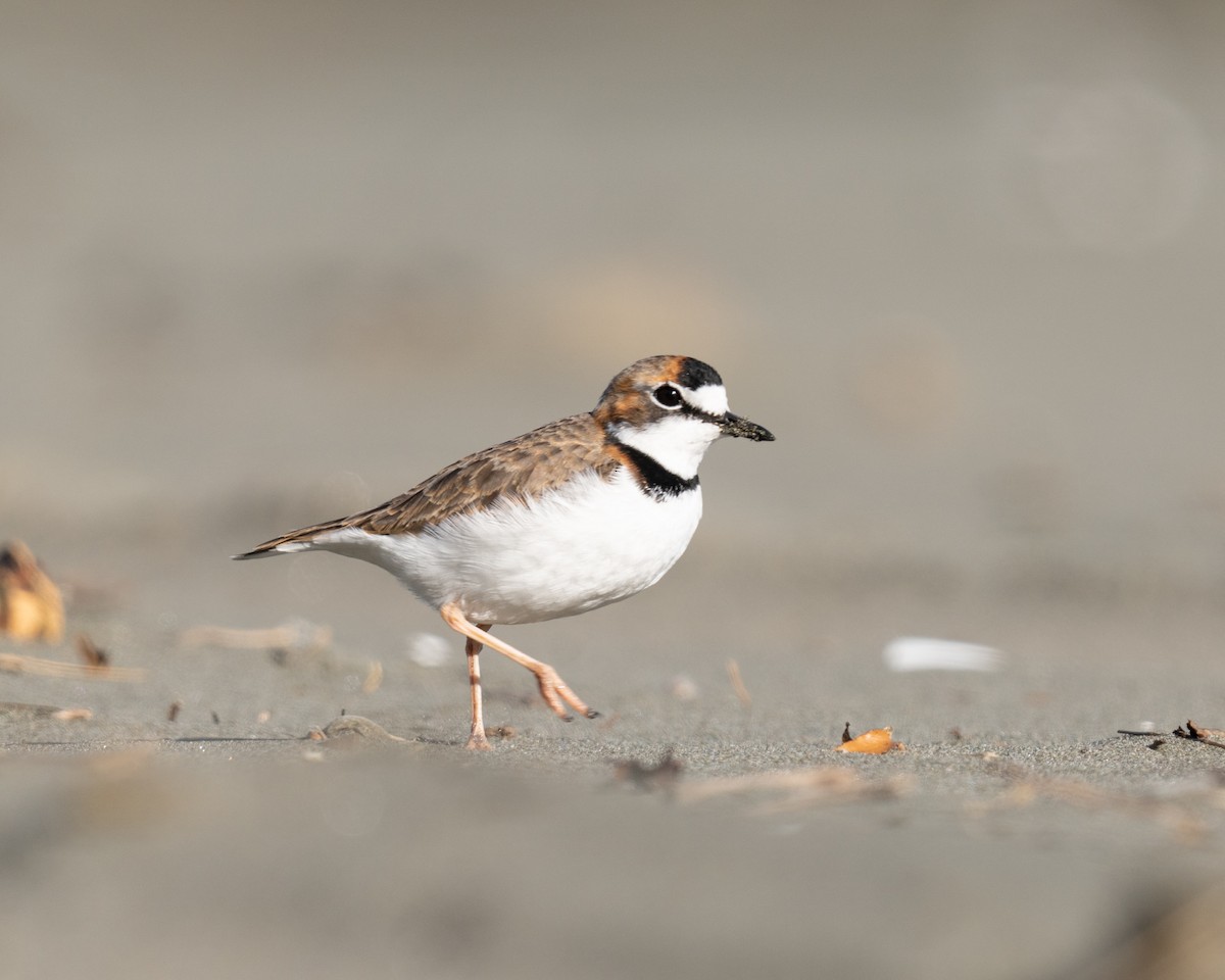 Collared Plover - ML579850701