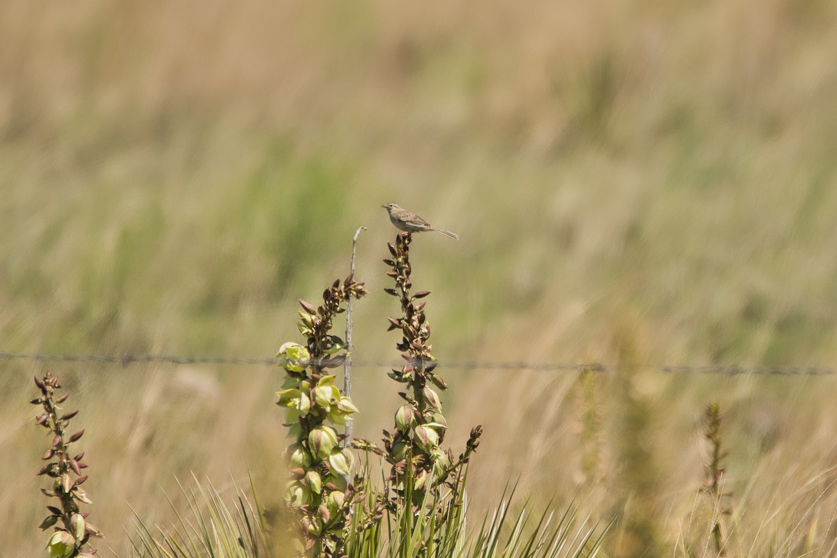 Cassin's Sparrow - ML579851051