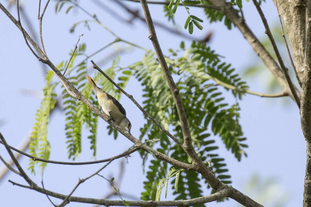 Small Minivet - ML579851241