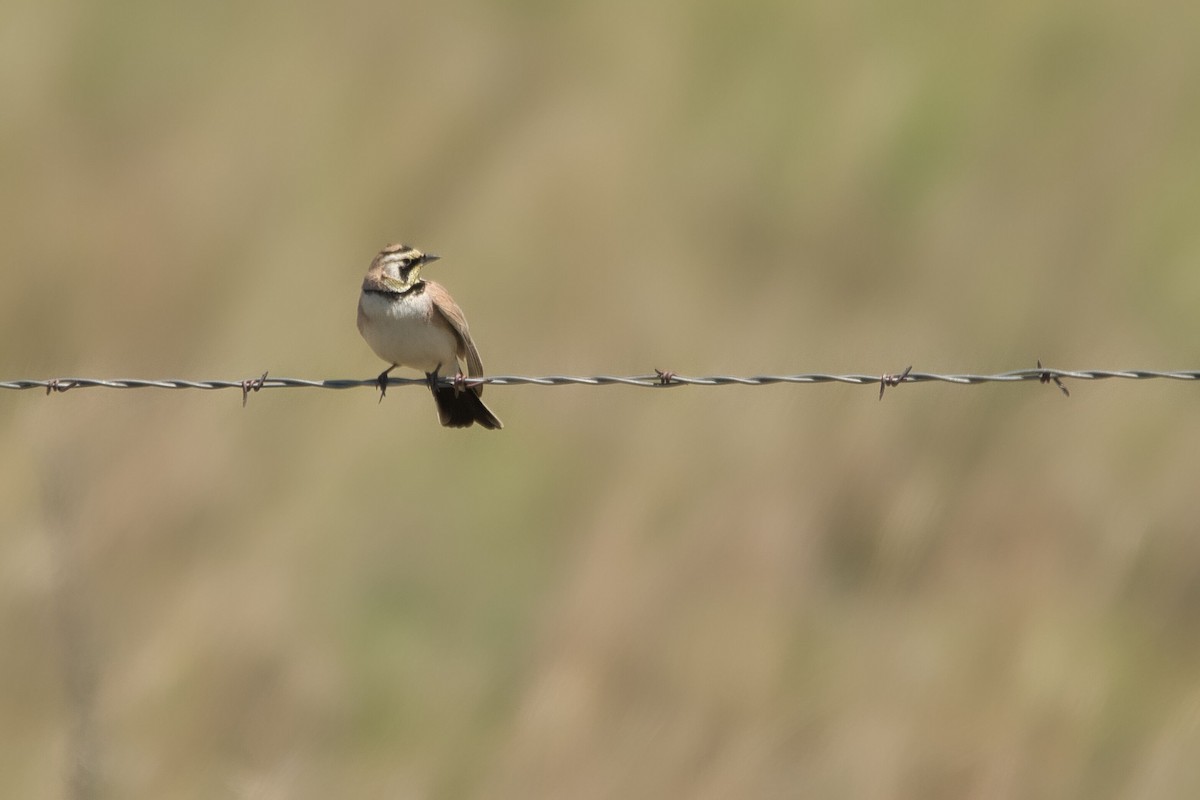 Horned Lark - ML579851391