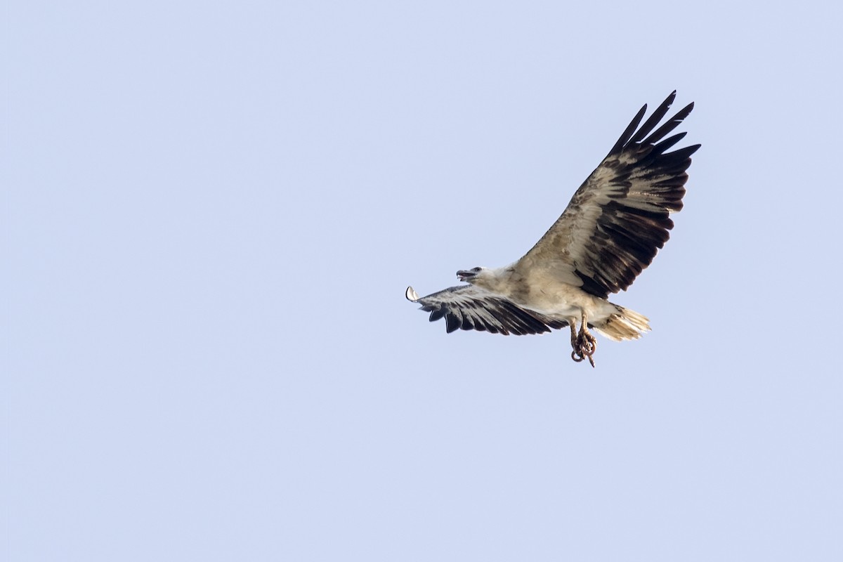 White-bellied Sea-Eagle - ML579851441