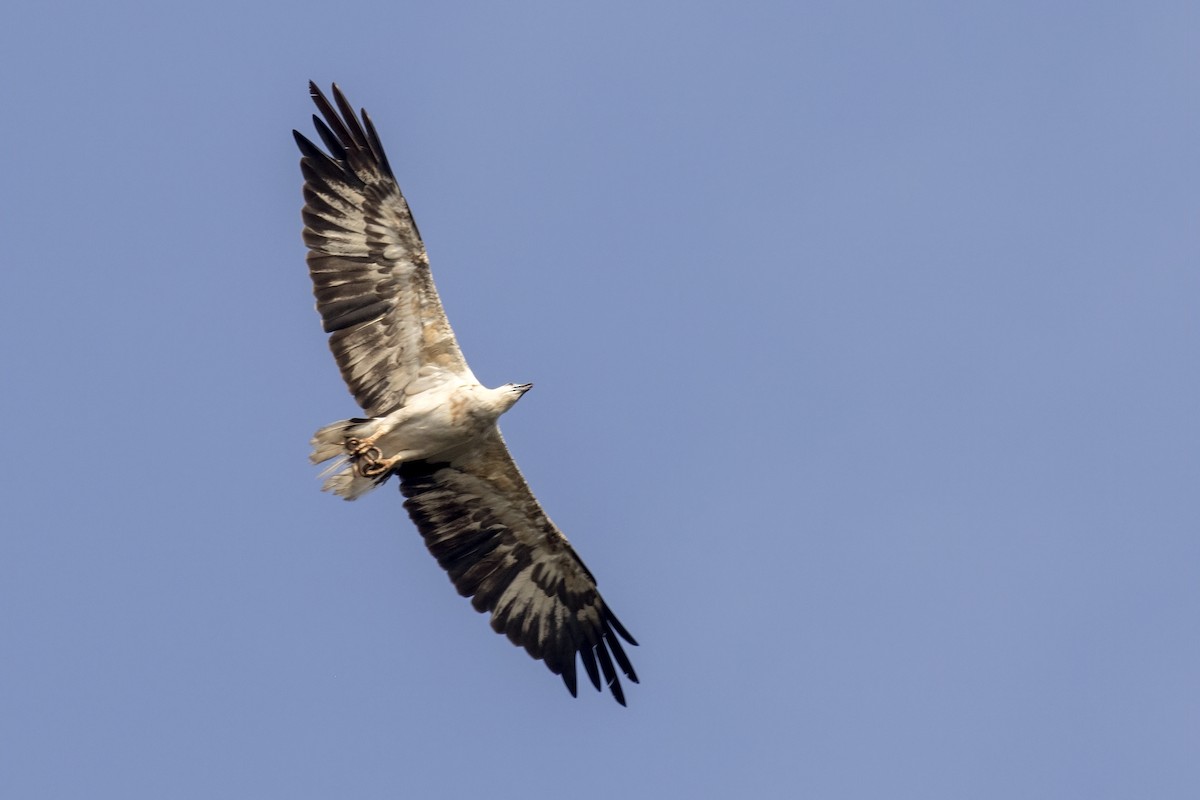 White-bellied Sea-Eagle - ML579851451