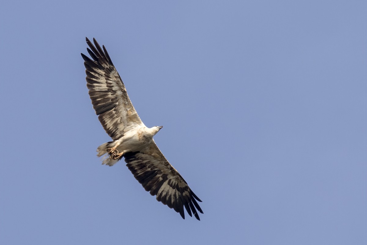 White-bellied Sea-Eagle - ML579851461