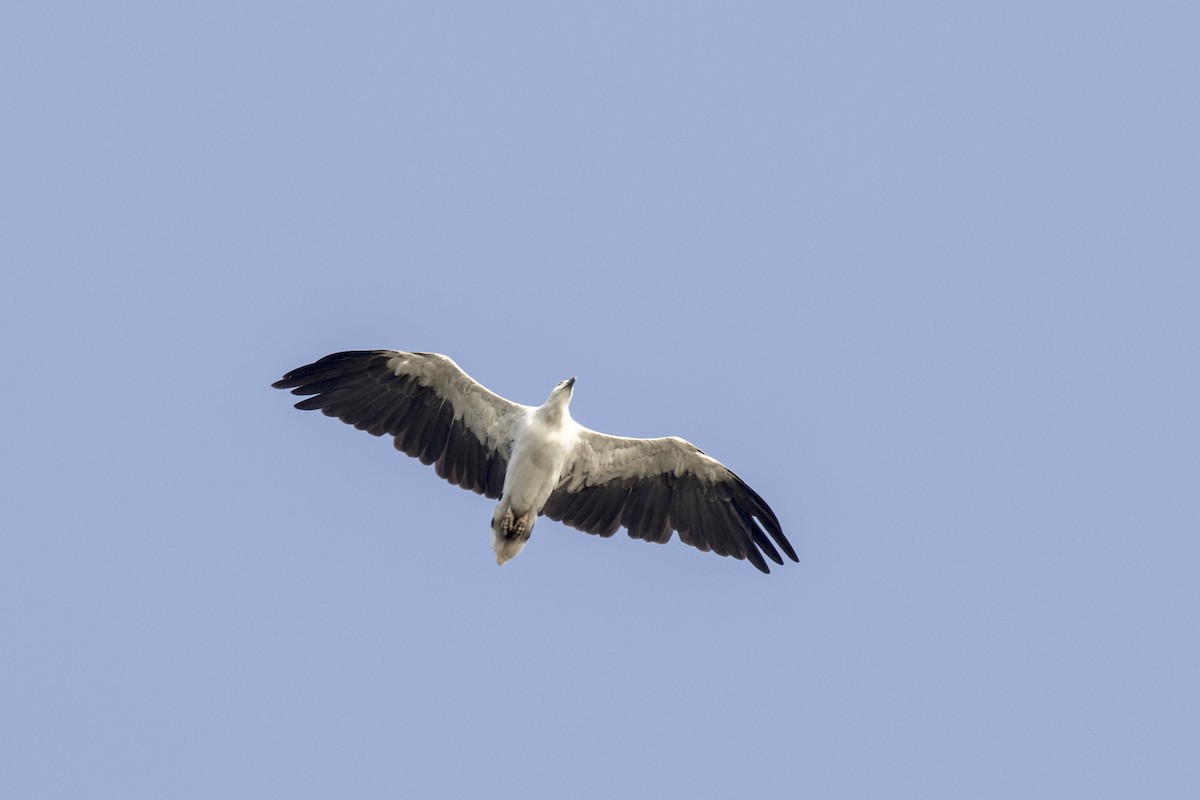 White-bellied Sea-Eagle - ML579851591