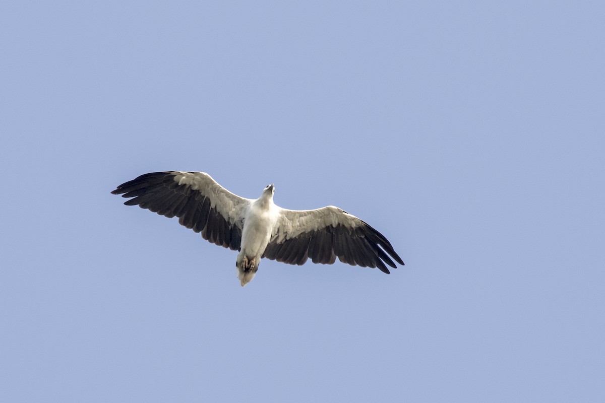 White-bellied Sea-Eagle - ML579851601
