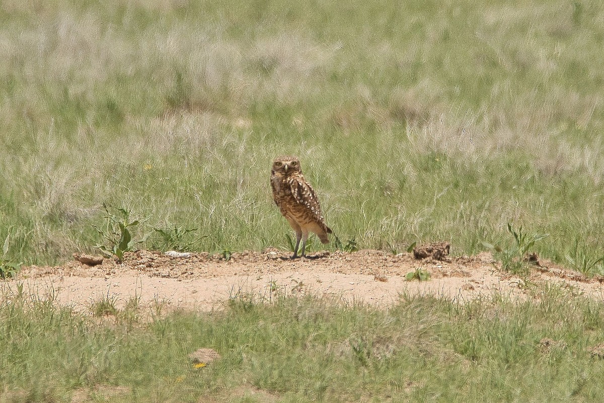 Burrowing Owl - ML579851711