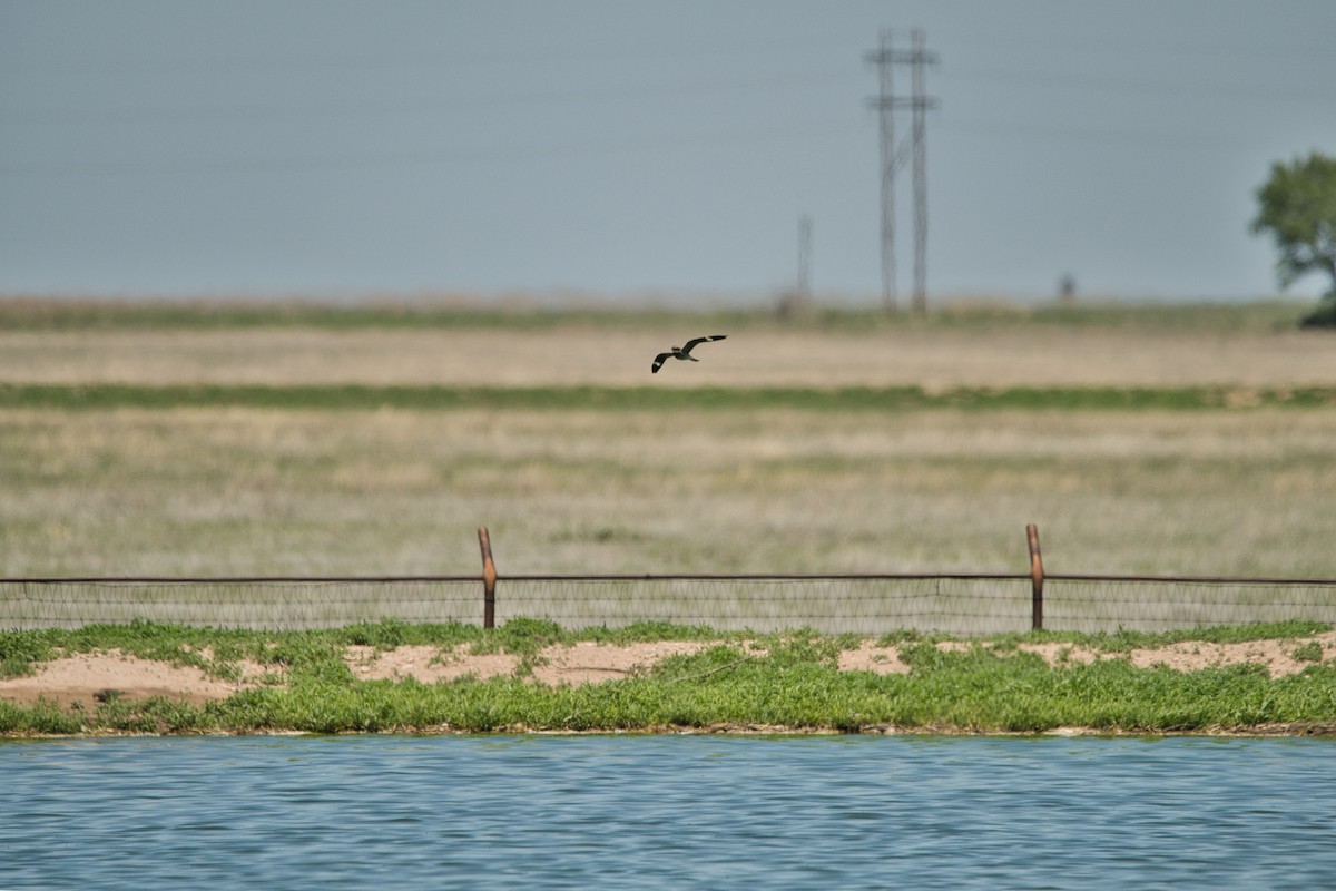 Common Nighthawk - ML579851791