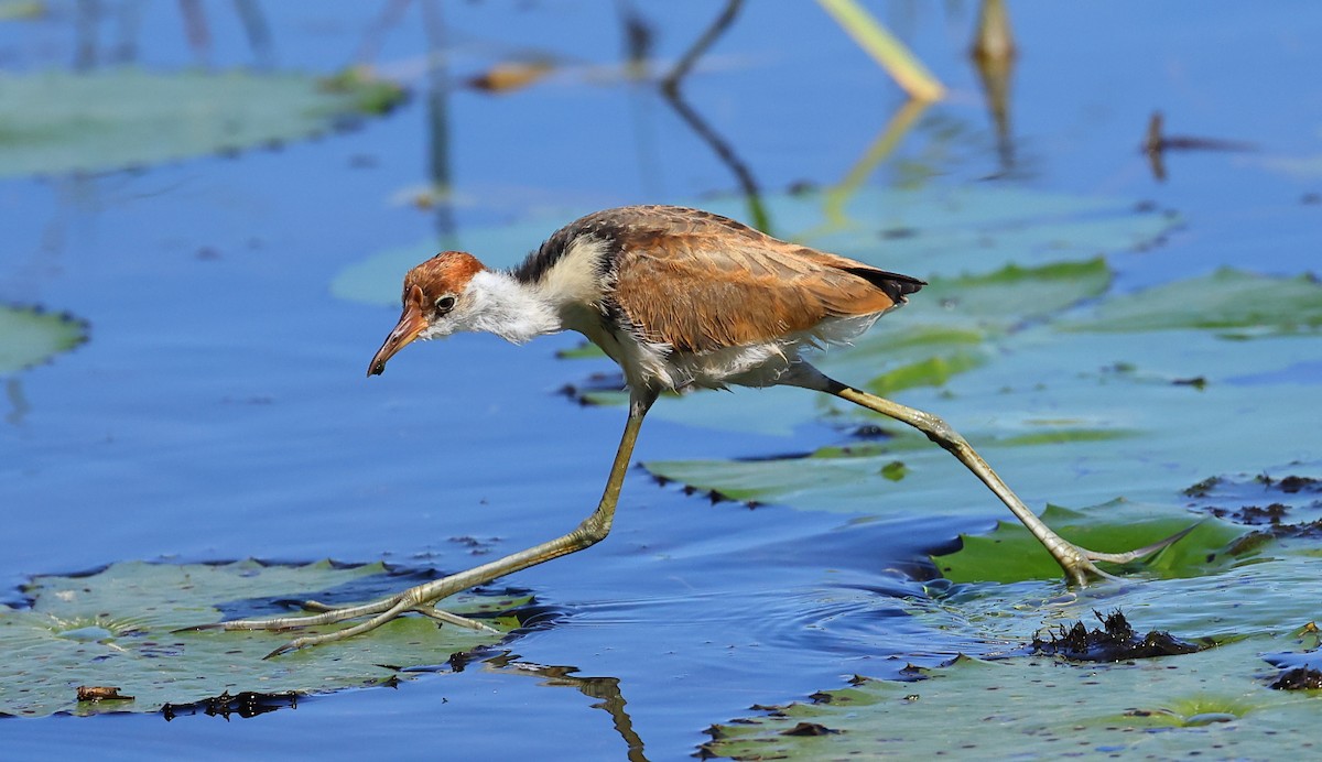 Comb-crested Jacana - ML579851871