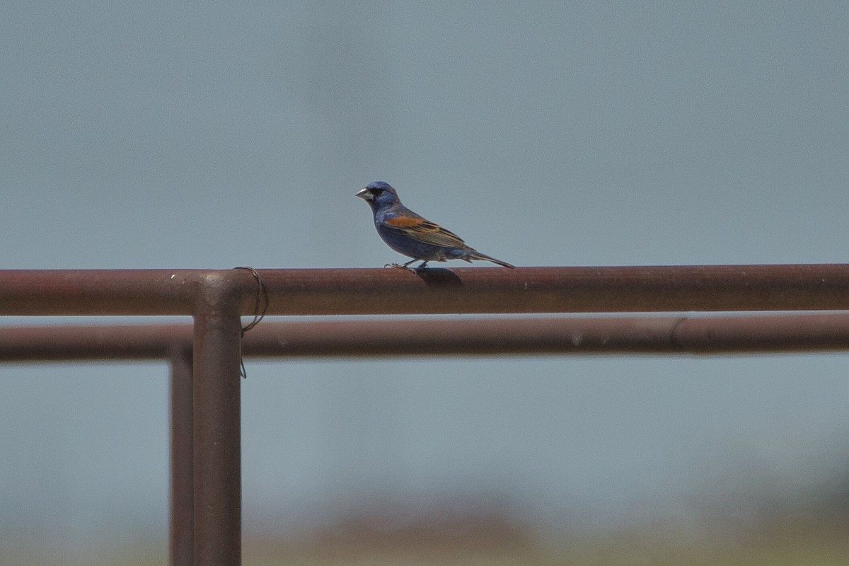 Blue Grosbeak - ML579851921