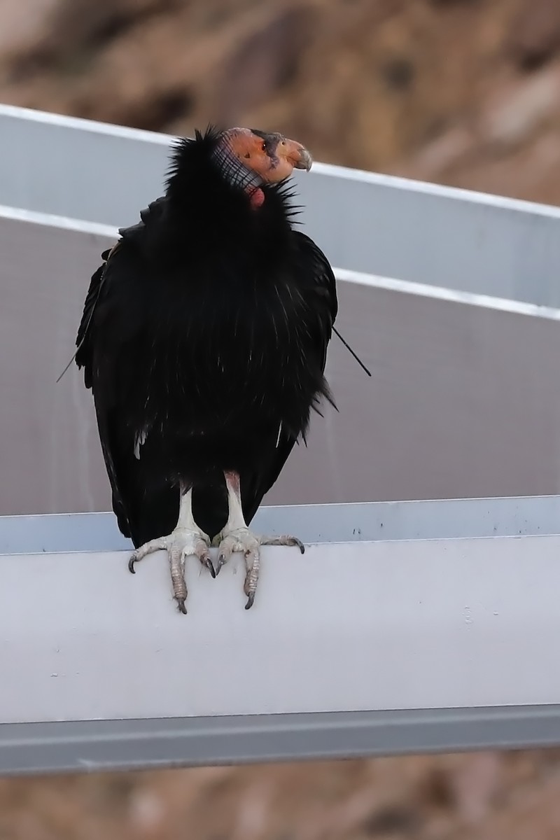 California Condor - Andy Moore