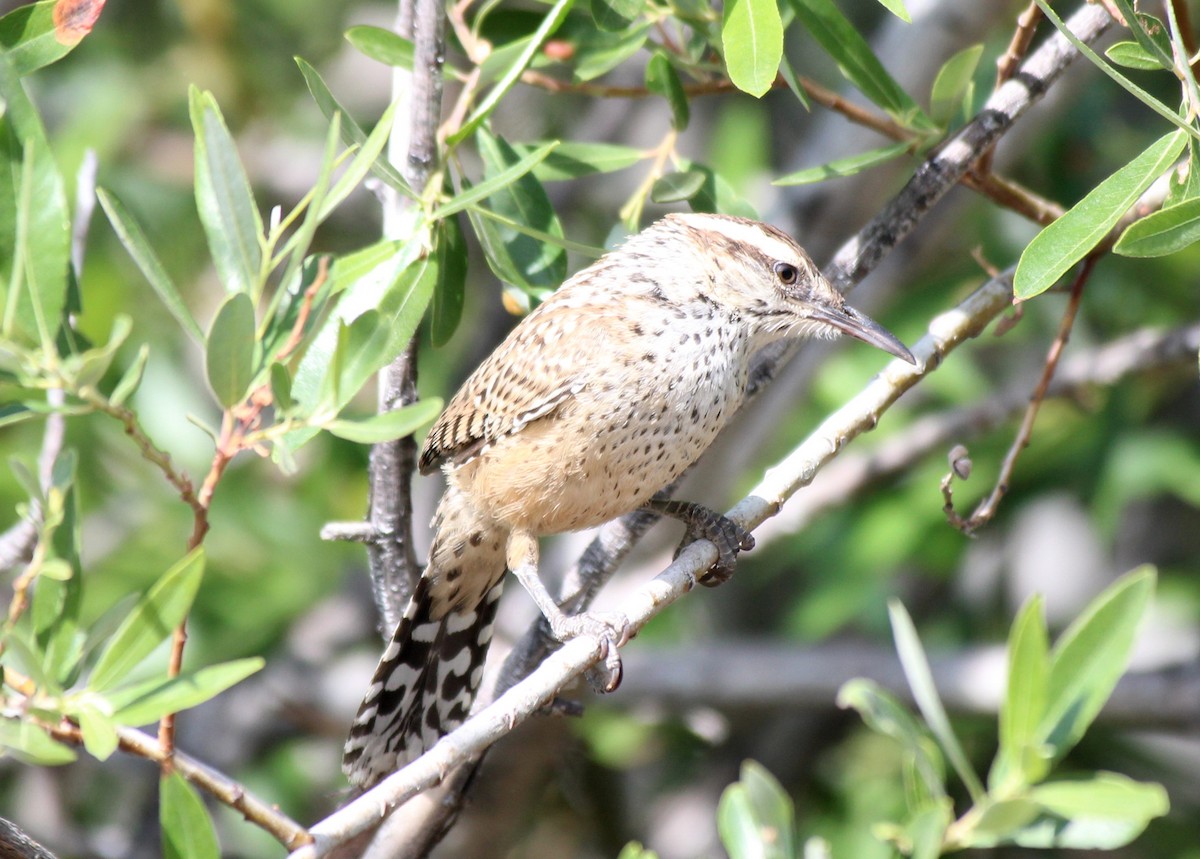 Cactus Wren - ML579852901