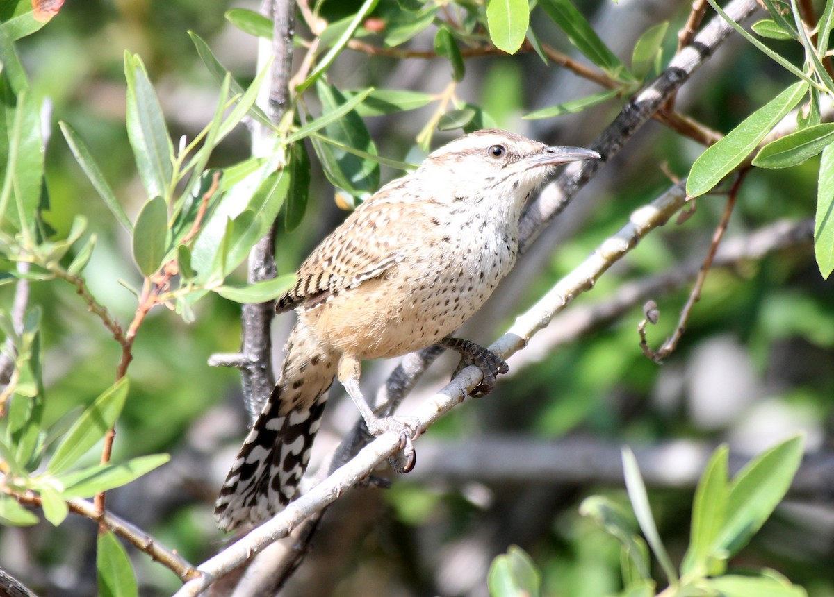 Cactus Wren - ML579852931