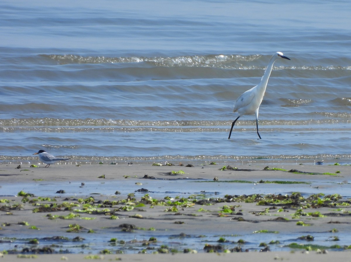 Snowy Egret - ML579854041