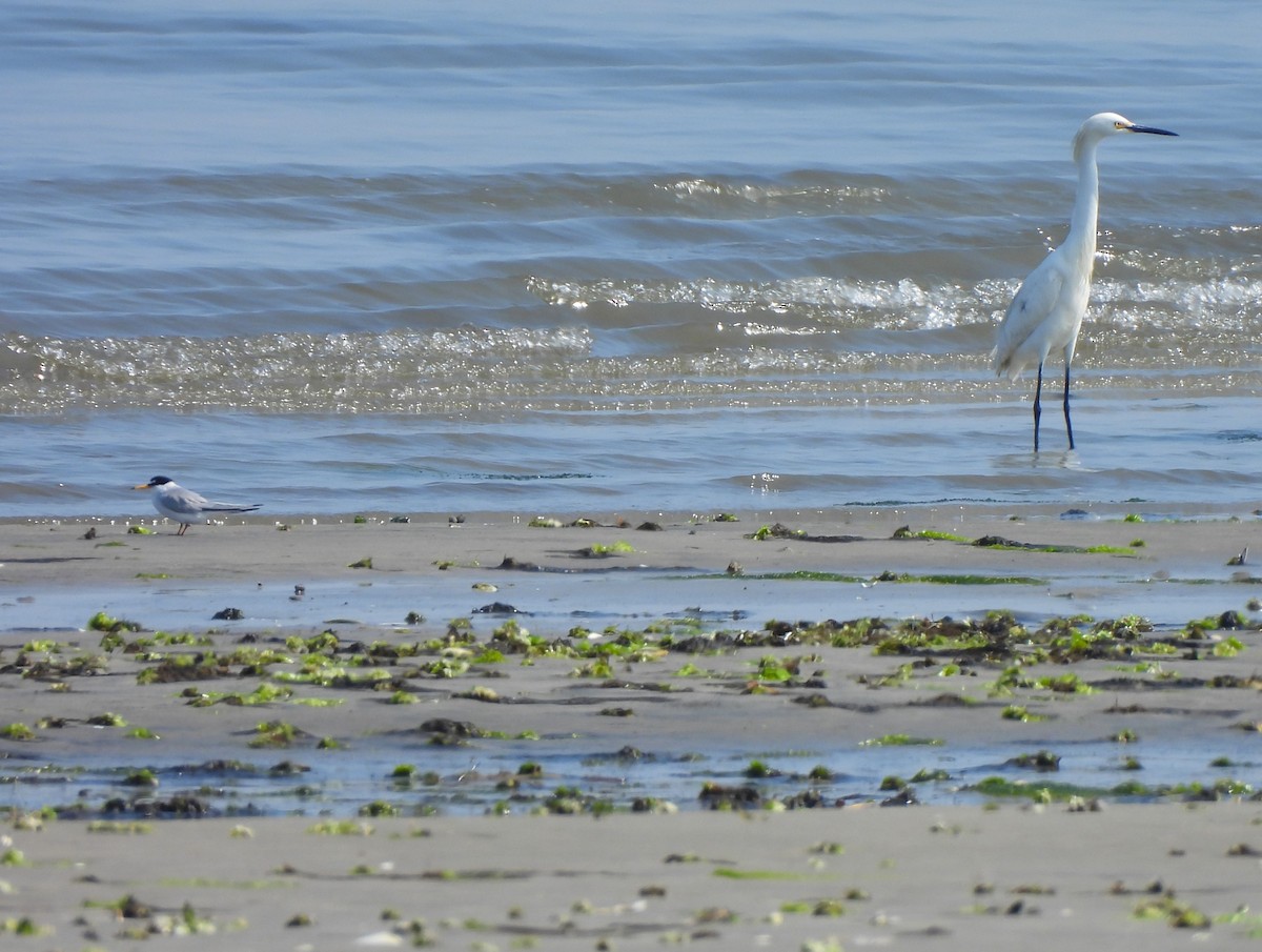 Snowy Egret - Jennifer Wilson-Pines