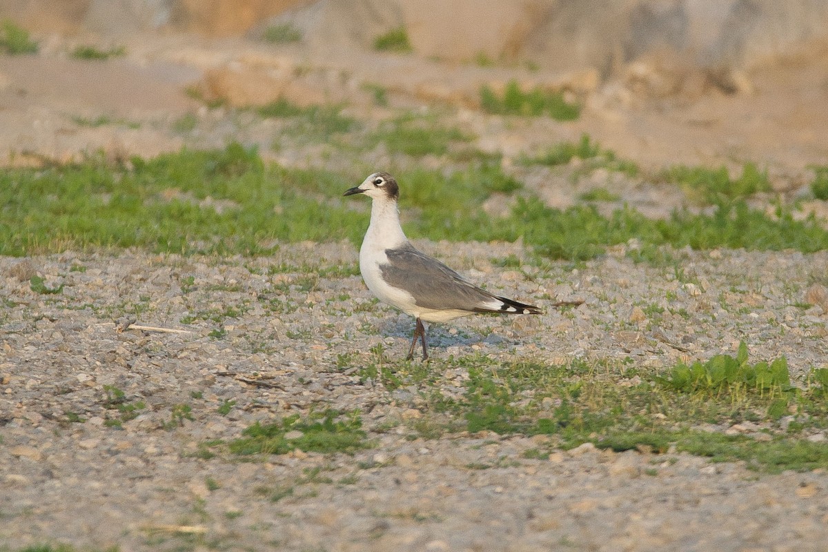 Franklin's Gull - Cole Penning