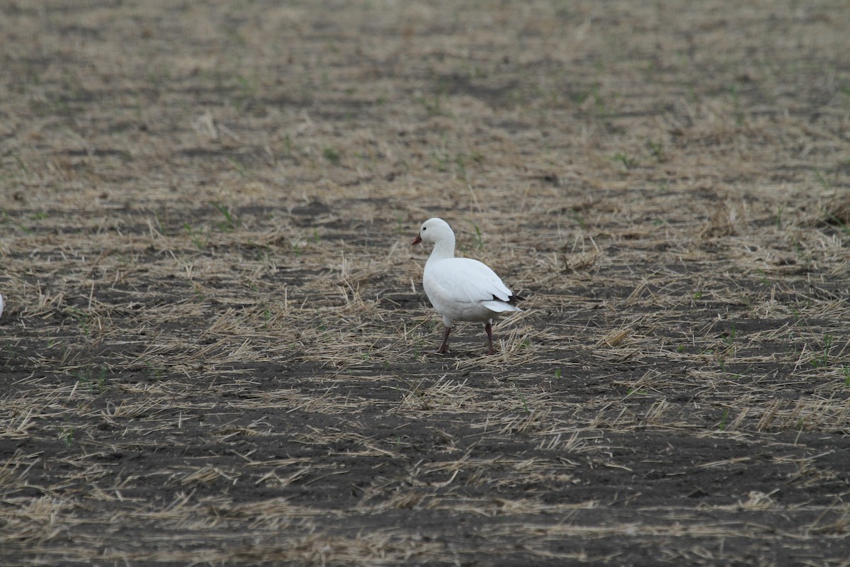 Ross's Goose - ML579854491