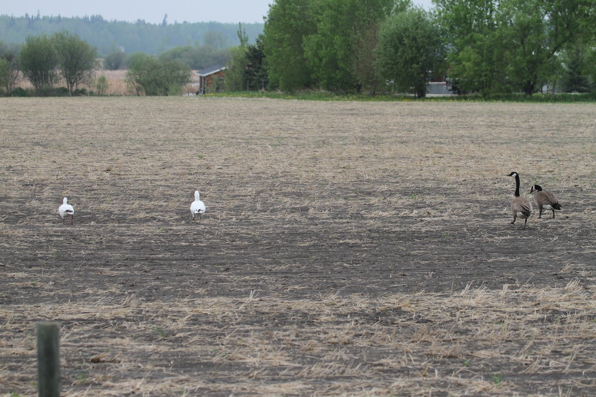 Ross's Goose - Gord Schirlie