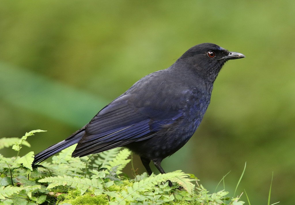 Taiwan Whistling-Thrush - ML57985541