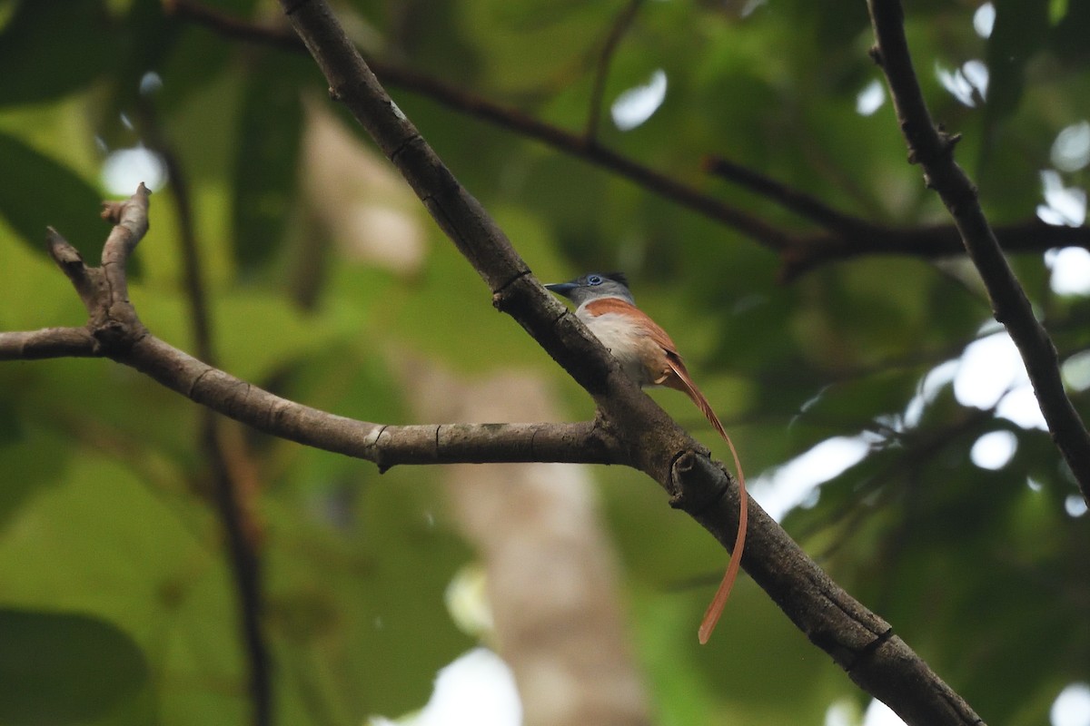 Blyth's Paradise-Flycatcher - ML579856061