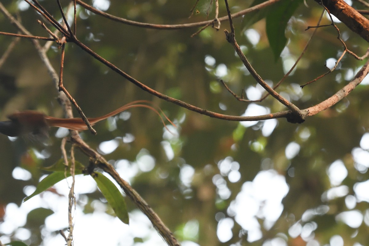 Blyth's Paradise-Flycatcher - ML579856071