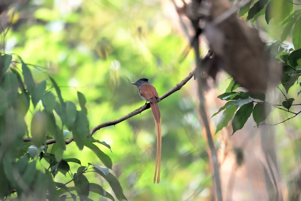 Blyth's Paradise-Flycatcher - ML579856101