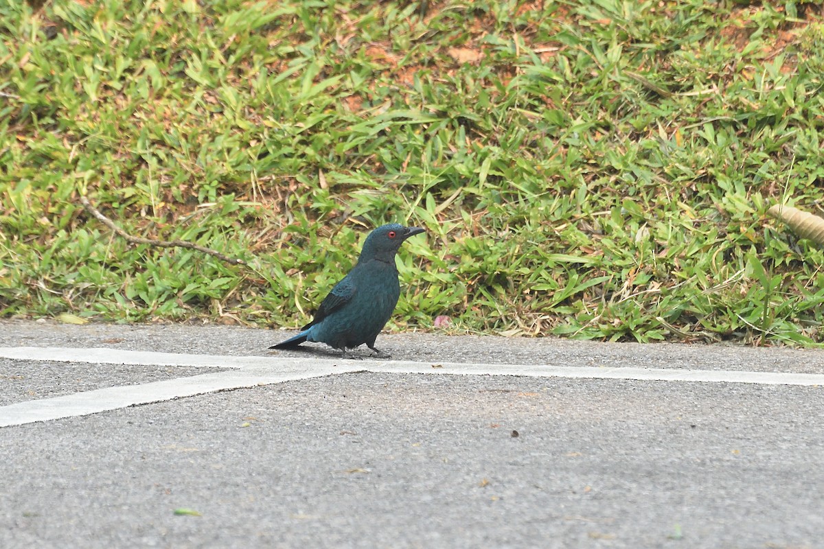 Asian Fairy-bluebird - ML579856191