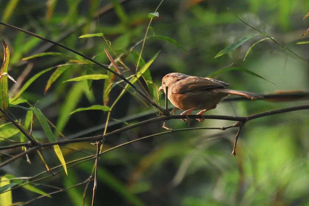 Brown-cheeked Fulvetta - ML579856411