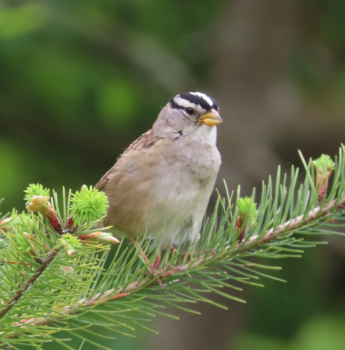 White-crowned Sparrow - ML579857521