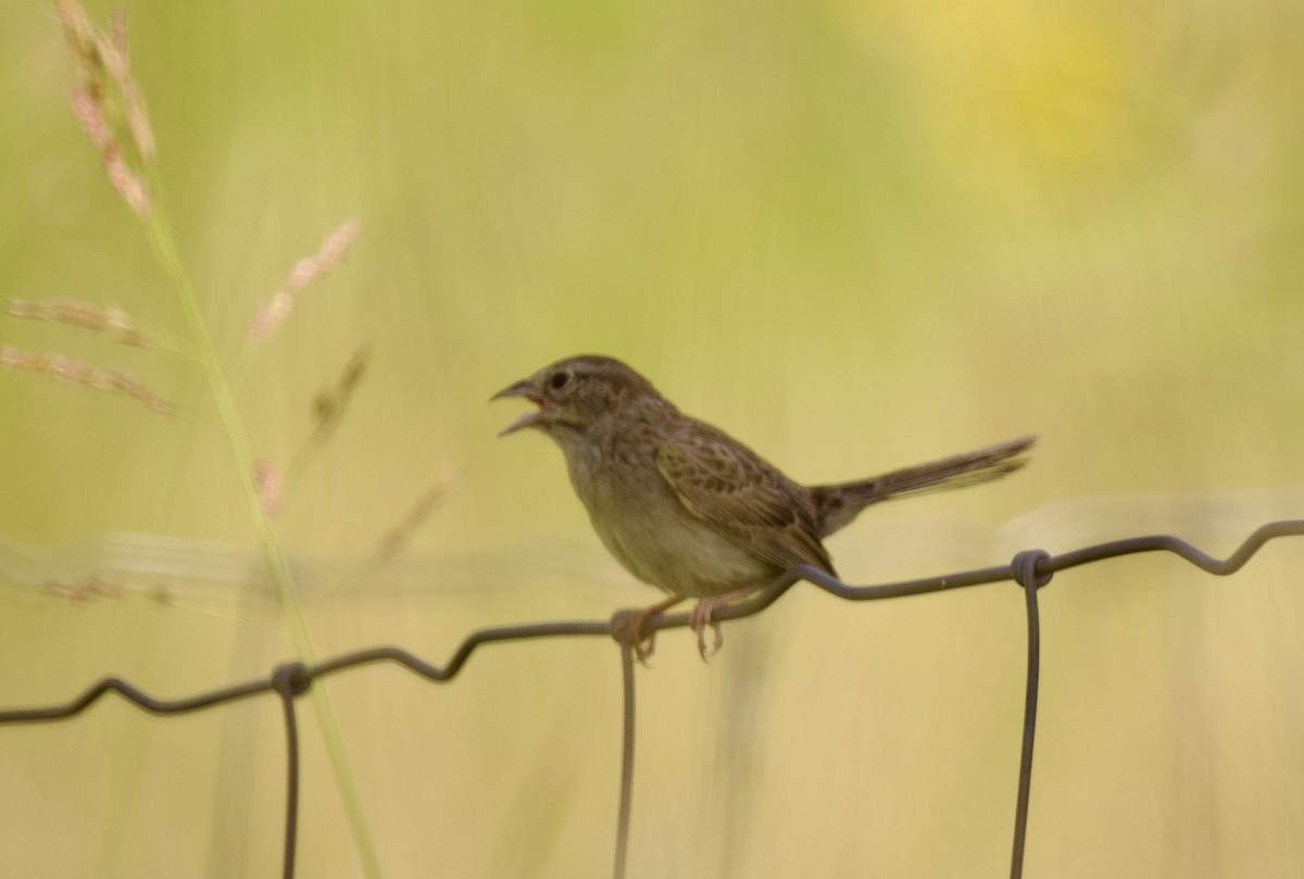 Cassin's Sparrow - Ardell Winters