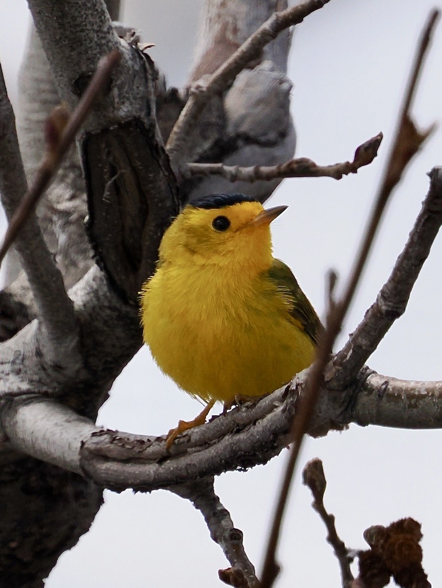 Wilson's Warbler - Mike Millikan