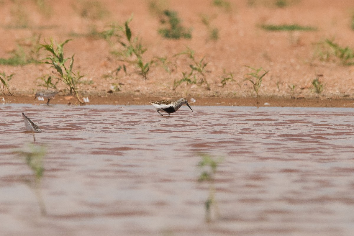 Dunlin - ML579858731