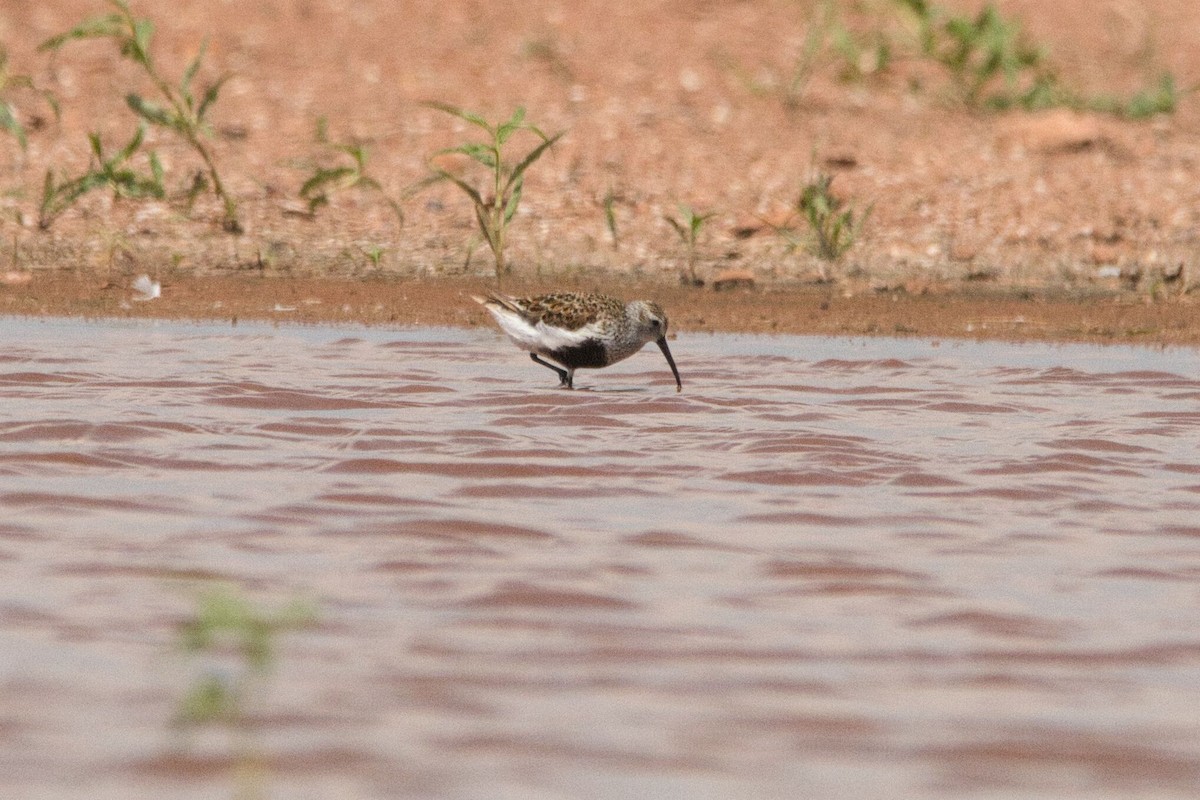 Dunlin - ML579858741